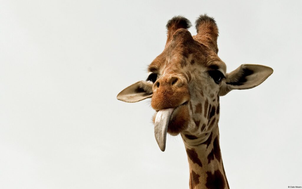 A cheeky giraffe poking its long tongue out, photographed close-up against a light grey background