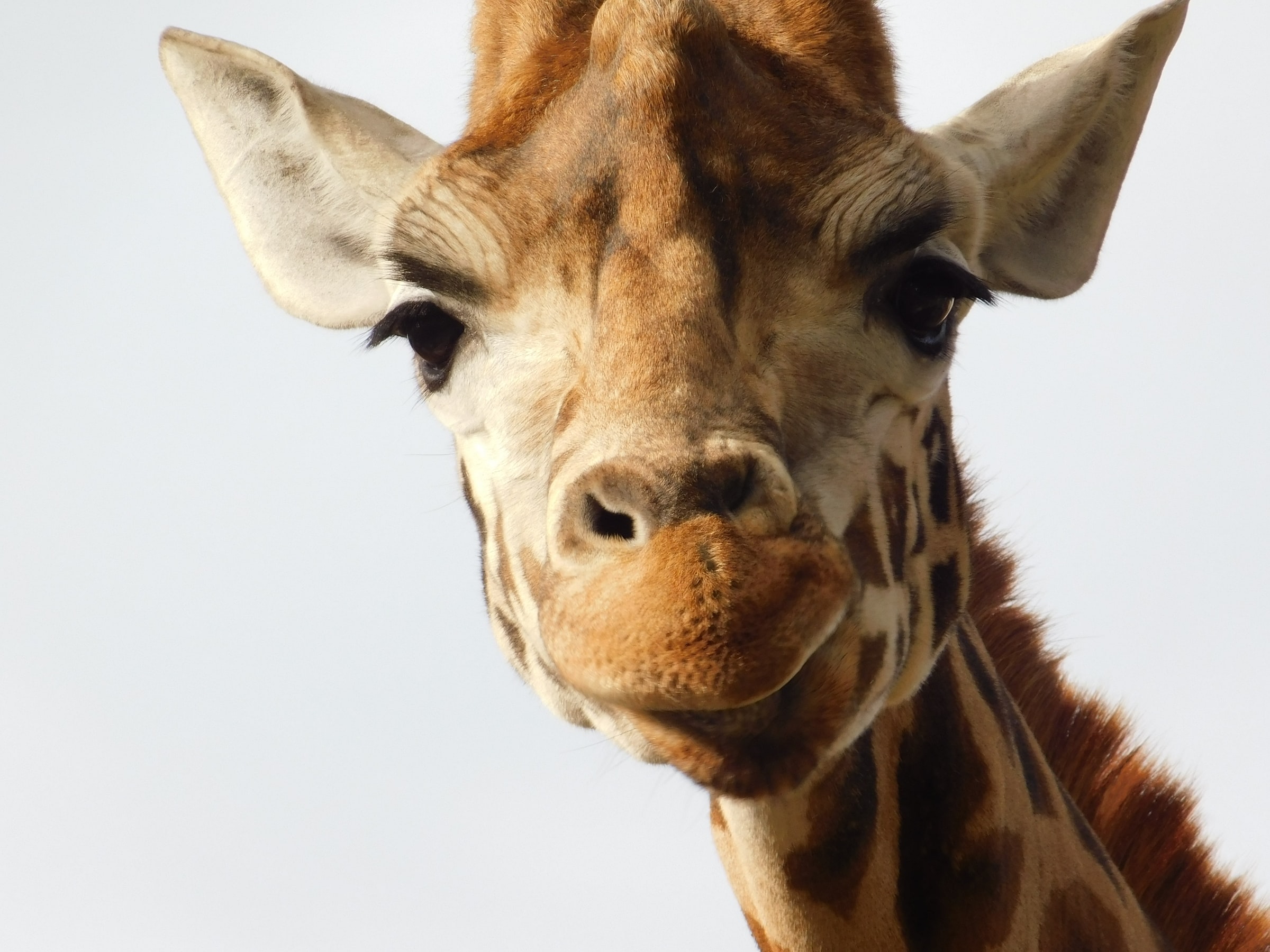giraffe-01